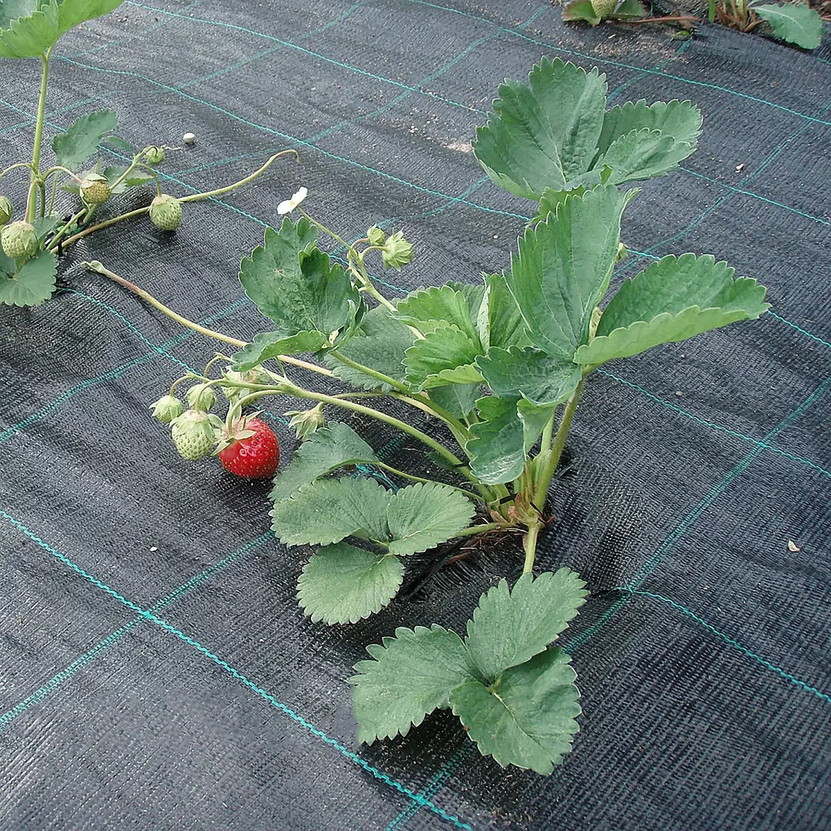 Почвоукрывной материал /чёрный/ 100 гр/м2.