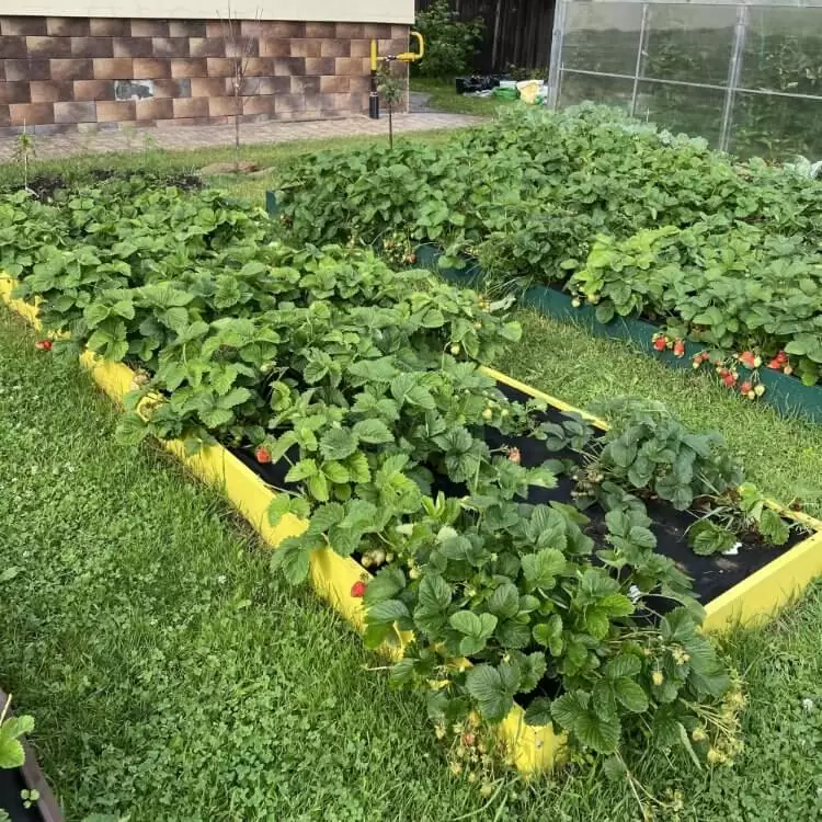 Грядка желтая (0,6 х 5,7)